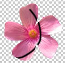 如何使用Adobe Photoshop CS6制作gif动画?