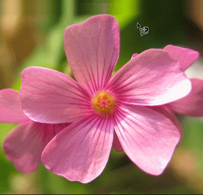 如何使用Adobe Photoshop CS6制作gif动画?