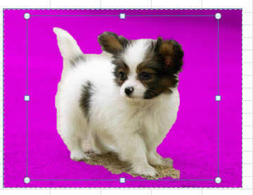 ����ѡ������